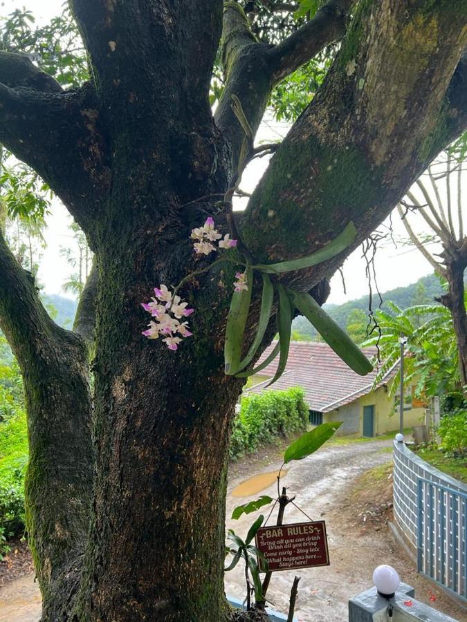 Darshan'S Home Stay Madikeri Ngoại thất bức ảnh